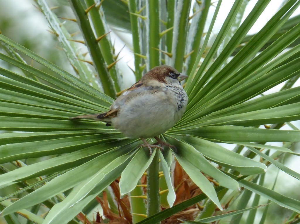 Very Common Sparrow on Exotic Plant by susiemc