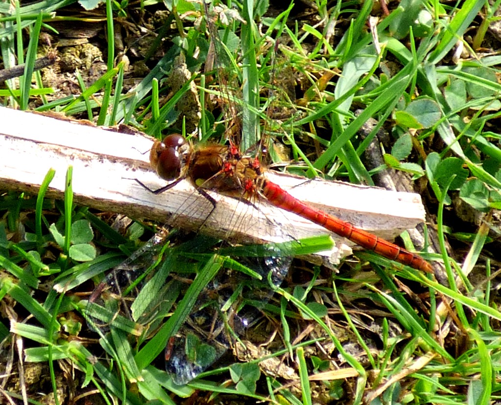 Red dragonfly by julienne1