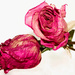 Pink Roses Pop by homeschoolmom