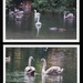 Swans in Vernon Park by oldjosh
