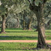 Olive trees by spectrum