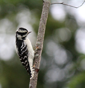 28th Sep 2016 - Female Downy Woodpecker