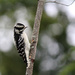 Female Downy Woodpecker by essiesue
