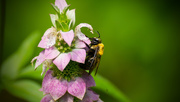 28th Sep 2016 - Bee Gathering Nectar!