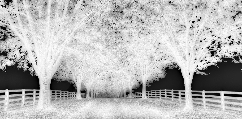 The Driveway by sbolden