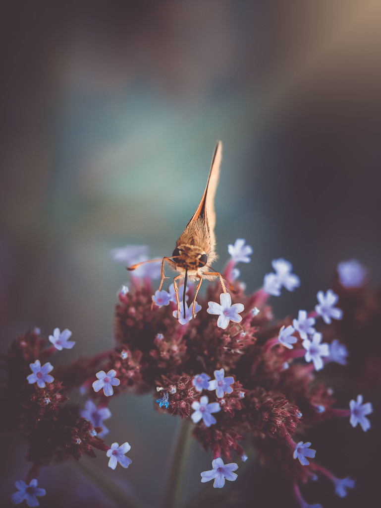 Magical Moth by rosiekerr