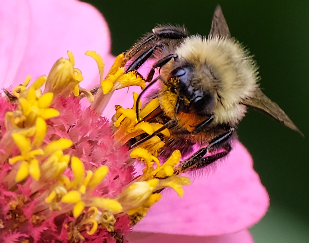 Bee On Zinnia by tosee