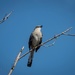 Northern Mockingbird in Alabama by elatedpixie