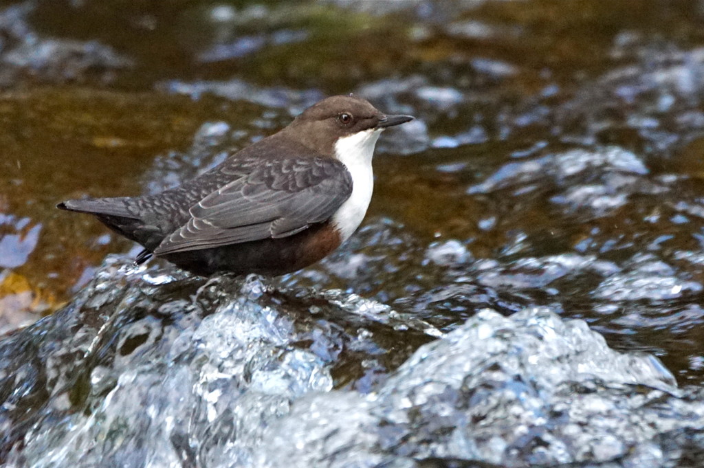 ANOTHER DIPPER by markp