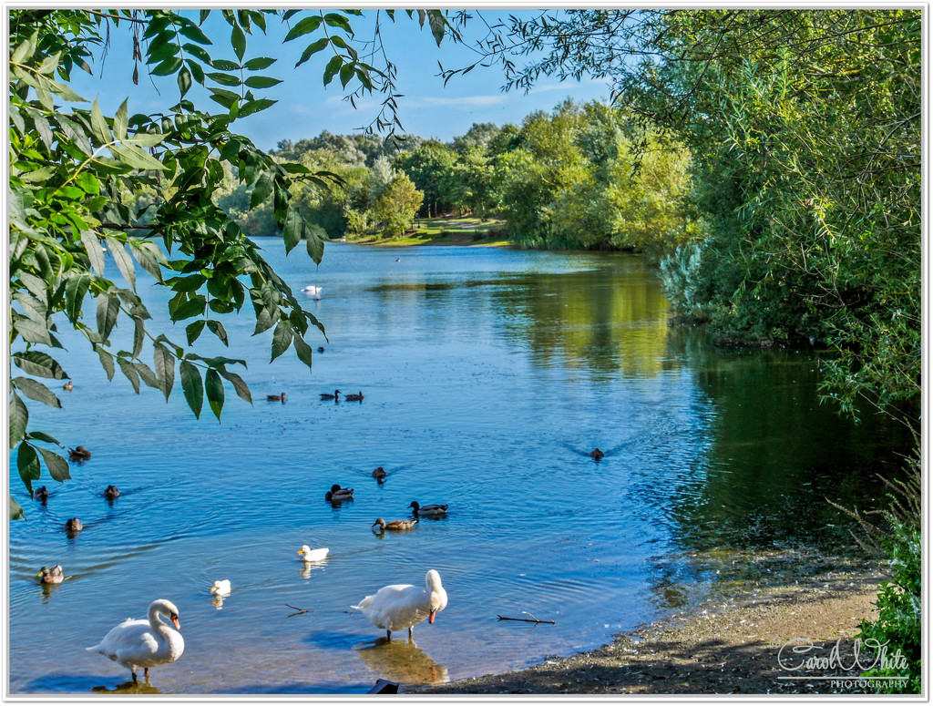 The Lakeside,Harrold-Odell Country Park by carolmw