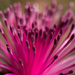 Melaleuca flower by gosia