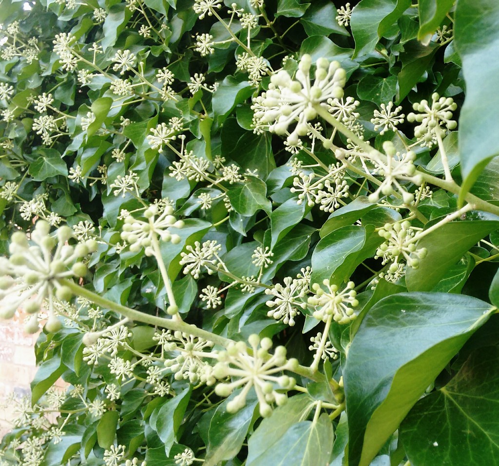 Ivy flowers by cpw