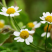late daisies... by ianmetcalfe