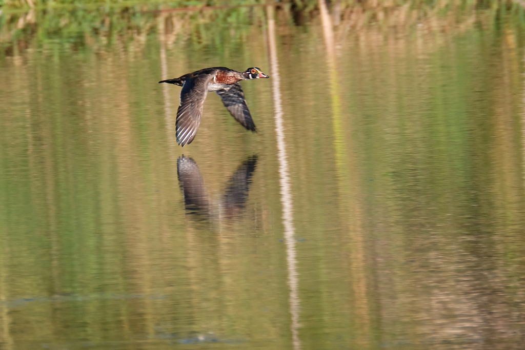 Wood Duck by tosee