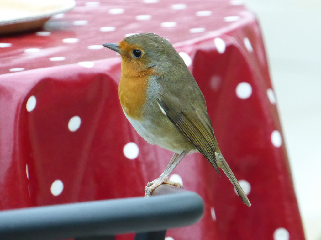 A Robin and A Spotted Tablecloth  by susiemc