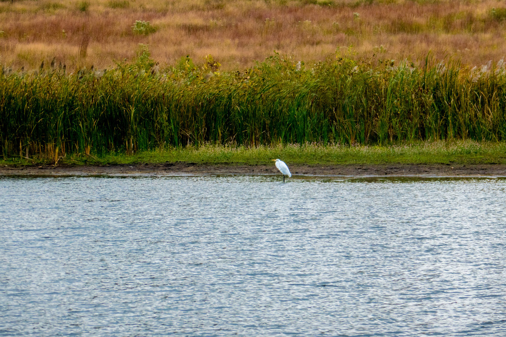 Great White Egret Lake by rminer