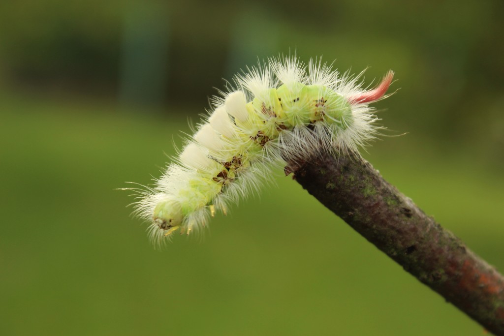 Caterpillar by lucien