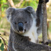 wannabe macho by koalagardens