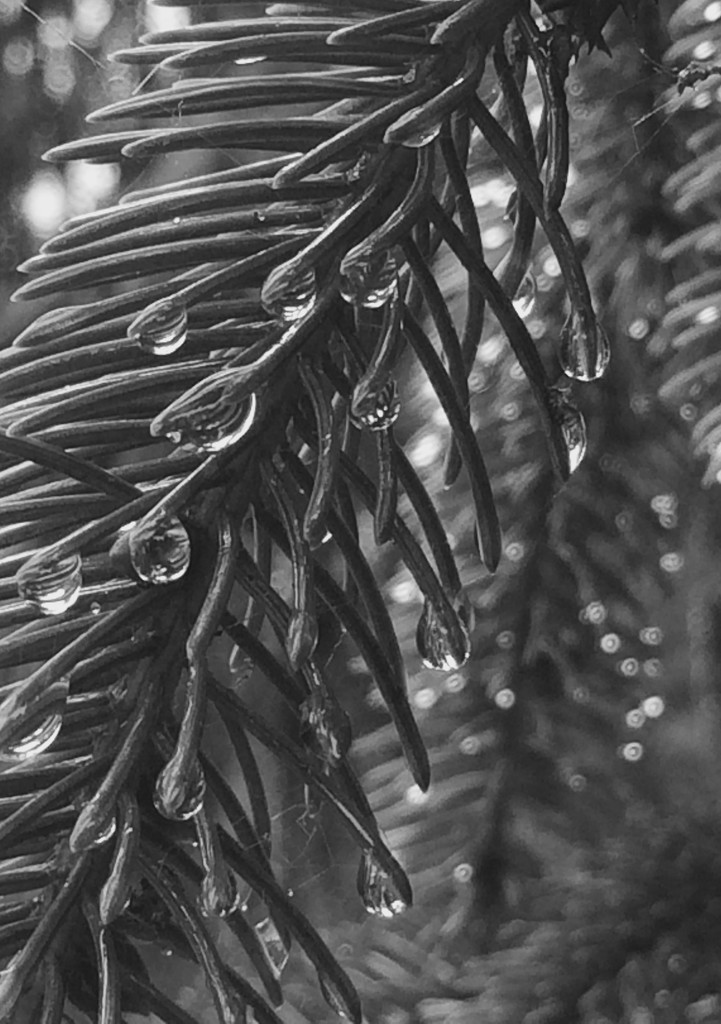 Rain, rain, go away... by vera365