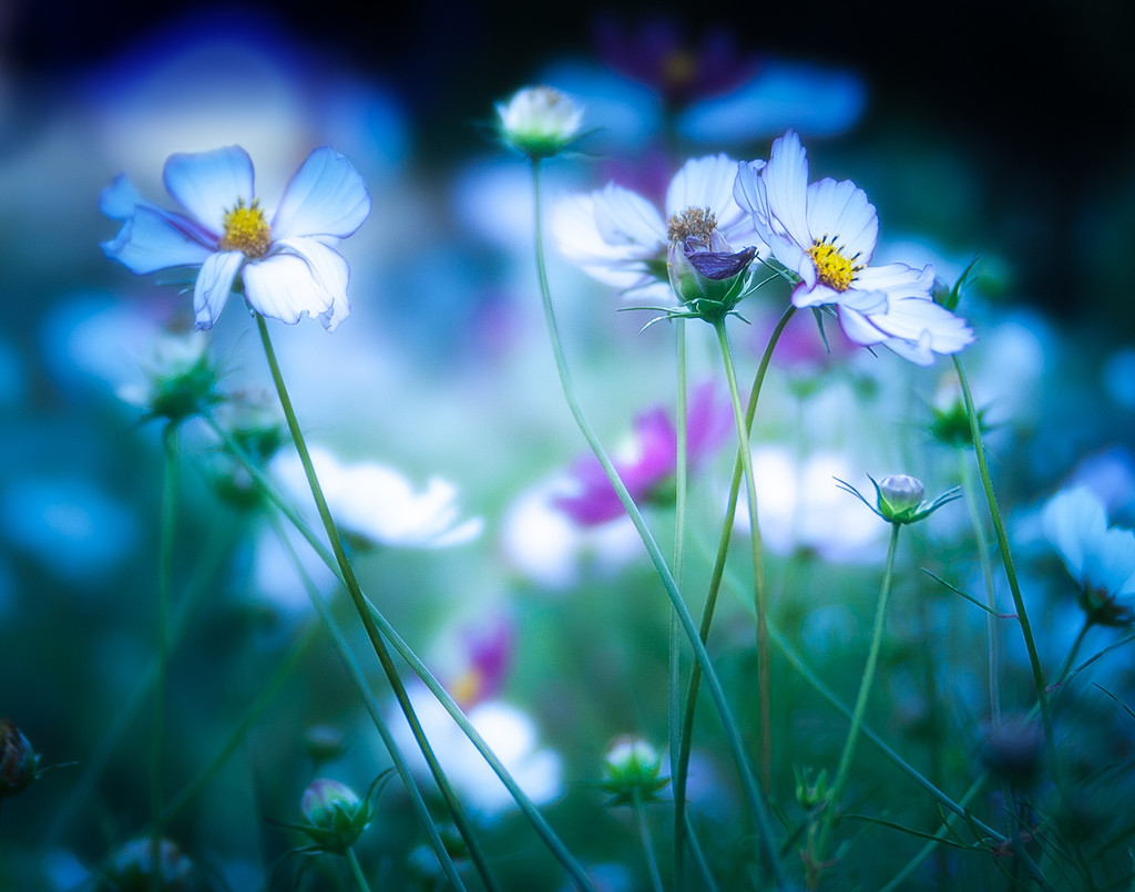 Wild Flower Dawn by davidrobinson