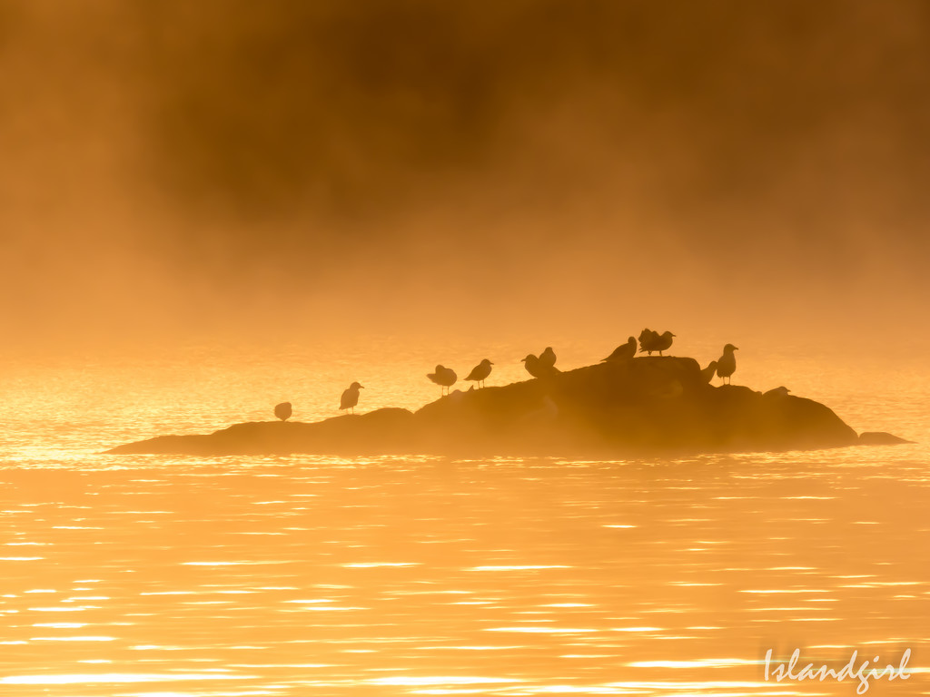 Seagulls in the early morning fog! by radiogirl