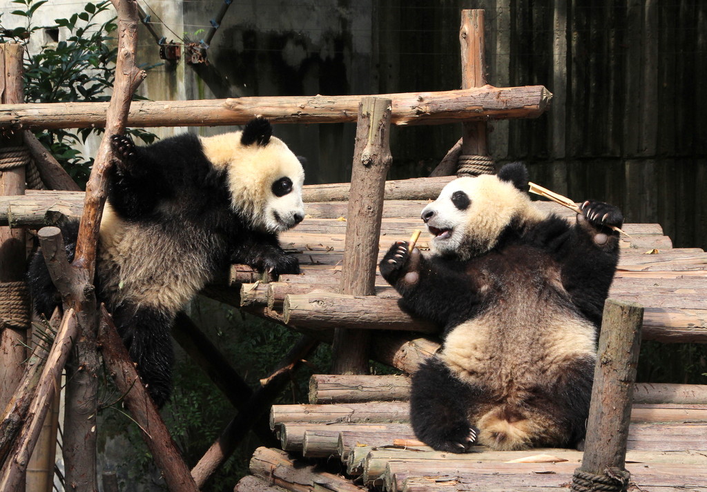 Cute little pandas by busylady
