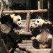 Cute little pandas by busylady