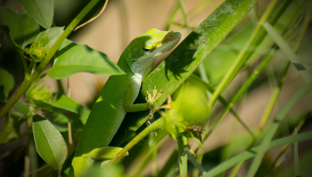 Lizard in the Bush! by rickster549
