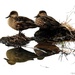 Reflecting on Ducks by yorkshirekiwi