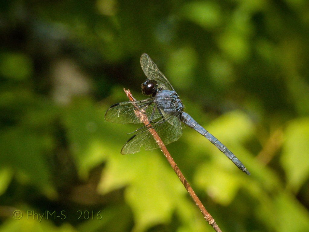 Black Darter...  Dragonfly. by elatedpixie