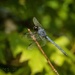 Black Darter...  Dragonfly. by elatedpixie