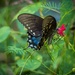 Black Swallowtail Anyone? by elatedpixie