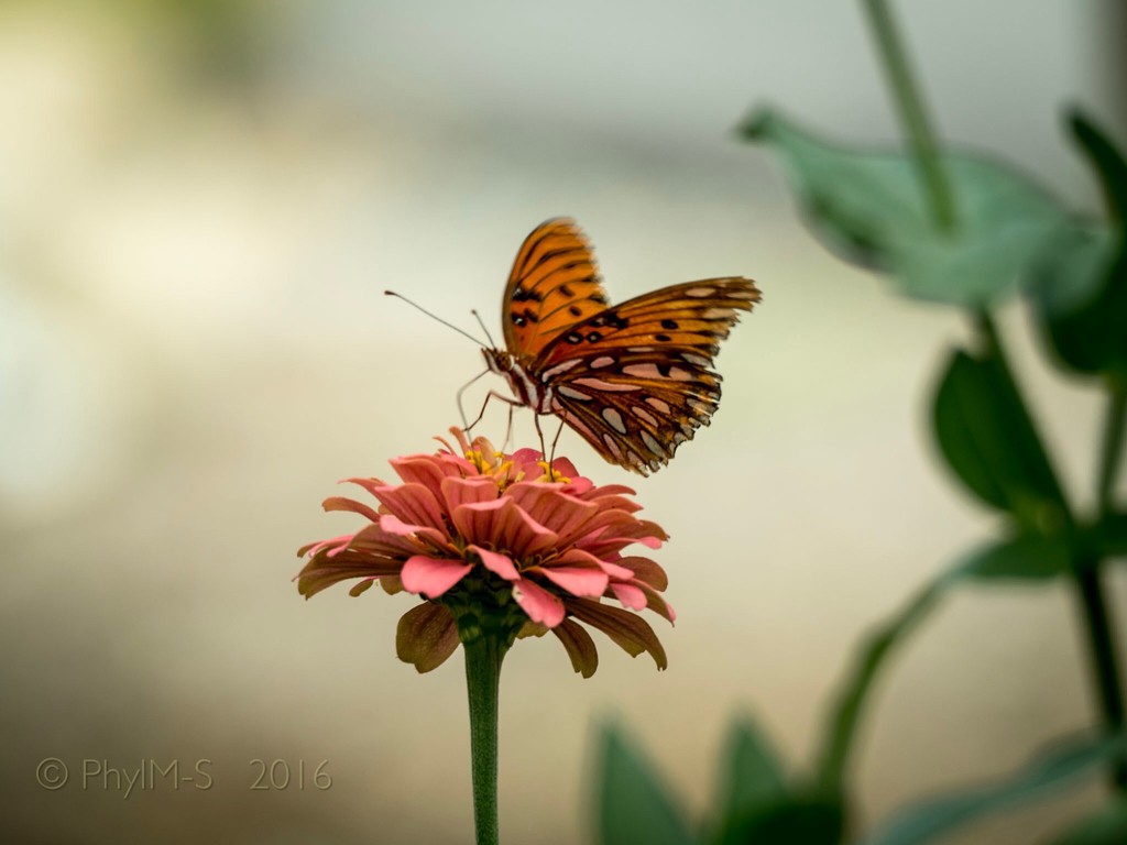Gulf Fritillary Butterfly Lands On A Flower by elatedpixie