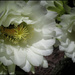 Flowering cuctai by kerenmcsweeney