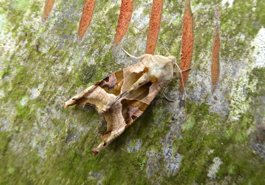 Autumn moths 3 Angle Shades  by steveandkerry