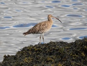 18th Sep 2016 - Curlew