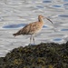 Curlew by oldjosh