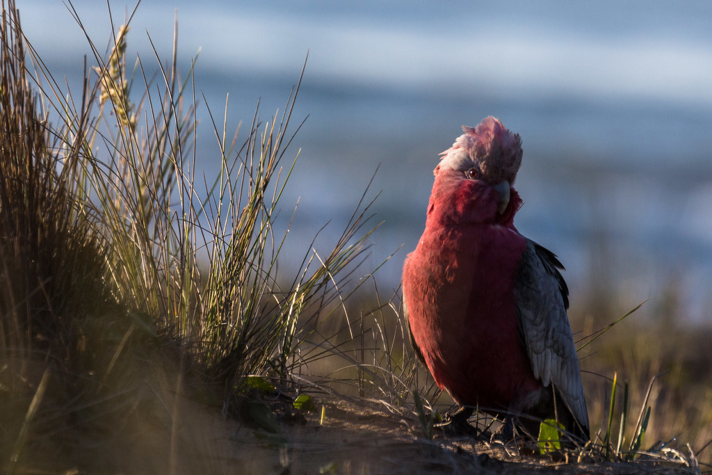 Where does it say "no galahs on the beach"? by pusspup