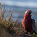 Where does it say "no galahs on the beach"? by pusspup