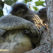 heavenly slumber by koalagardens
