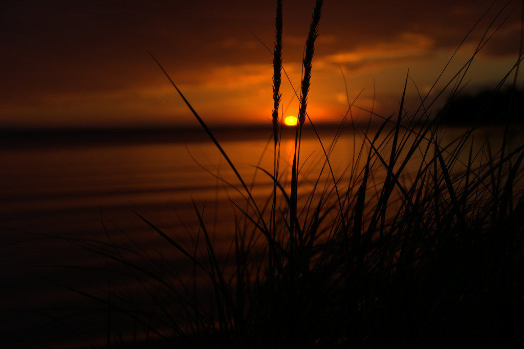 Sunset in the grass by jayberg