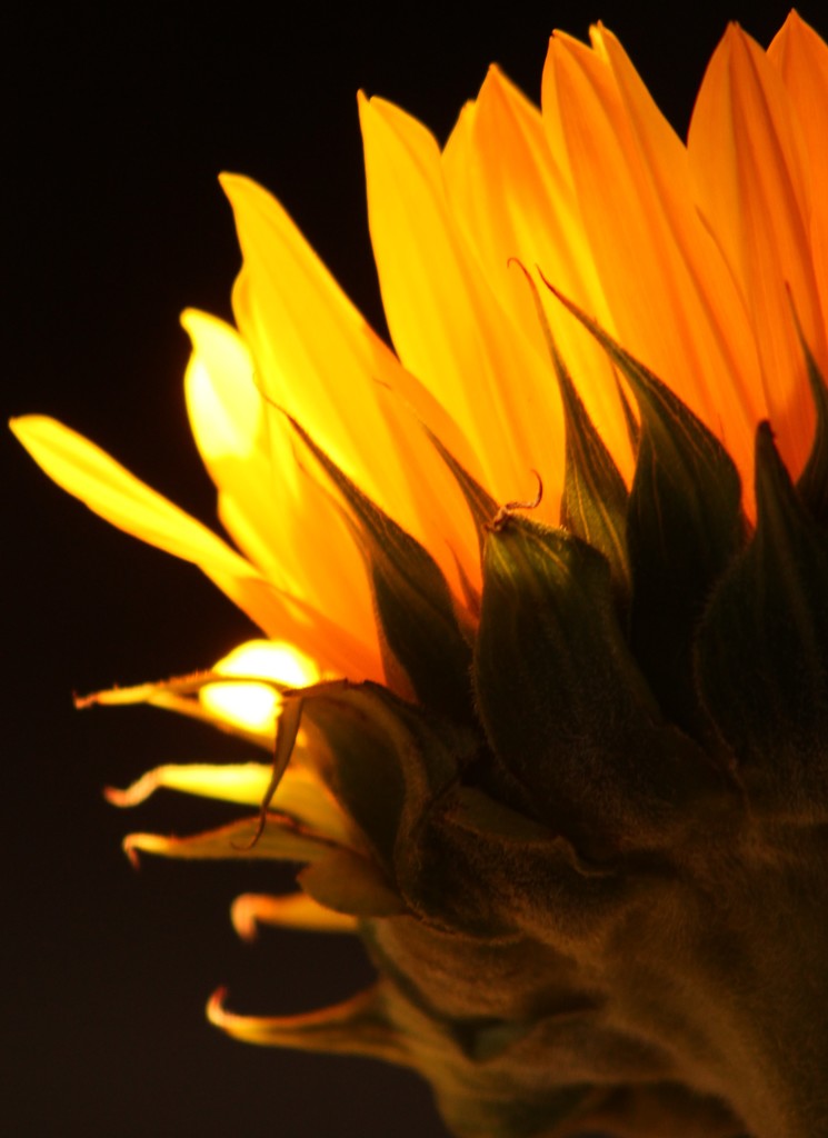 Sunflower by granagringa