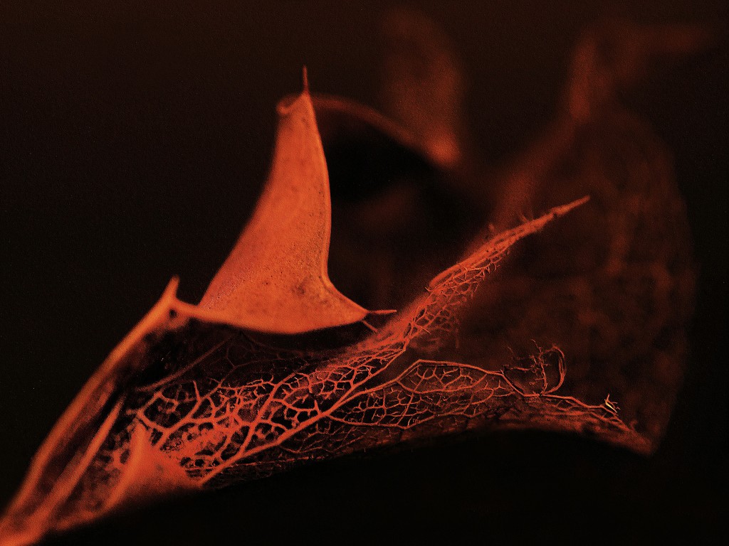 Filigree Leaf by jesperani