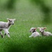 Baby Sheep by wenbow