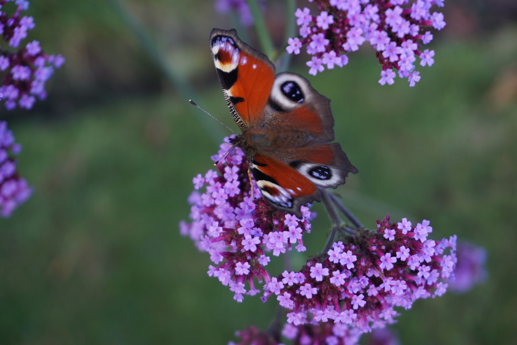 Butterfly on Verbena by sarah19