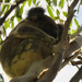 golden slumbers by koalagardens