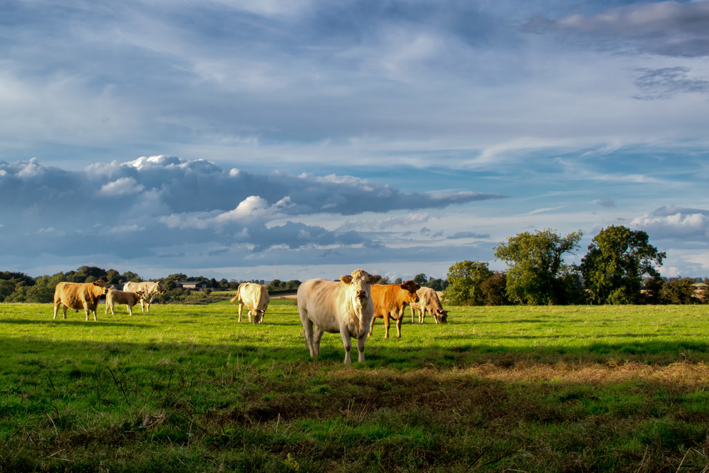 Cattle and Clouds  by rjb71