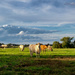 Cattle and Clouds  by rjb71