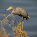 Lil Blue Heron Balancing on the Limbs! by rickster549