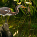 Tri-colored Heron on the Stump! by rickster549